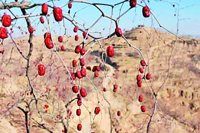 為了棗農不再哭泣:南開大學學生創業團隊“農夢成真”