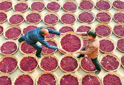 為了棗農不再哭泣:南開大學學生創業團隊“農夢成真”