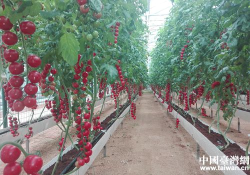 臺(tái)灣元素扮靚第十七屆中國（壽光）菜博會(huì)