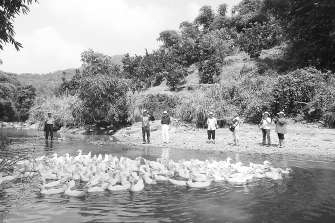 臺(tái)灣養(yǎng)鴨協(xié)會(huì)“牽手”南靖健美鴨