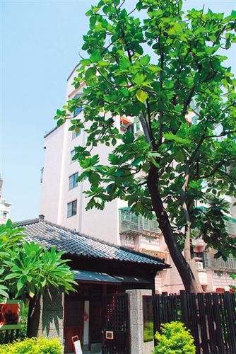 梁實秋先生一直想念門前這棵面包樹。 梁實秋先生一直想念門前這棵面包樹。