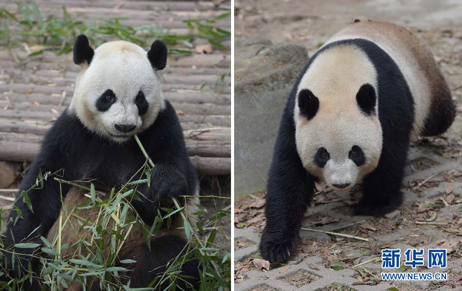 中央贈澳門大熊貓選定 預計5月初飛赴澳門 中央贈澳門大熊貓選定 預計5月初飛赴澳門