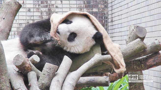 圓仔隔布袋啃蘋果 手腳并用邊吃邊玩“超萌”(圖)