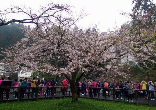 臺灣阿里山花季登場“櫻王”盛開超吸睛(圖)