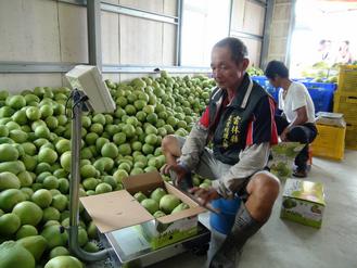 臺灣云林縣土產柚子外銷大陸2萬公斤先試水 臺灣云林縣土產柚子外銷大陸2萬公斤先試水