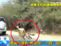 黑斑羚跳入游客車中躲避印度豹追捕