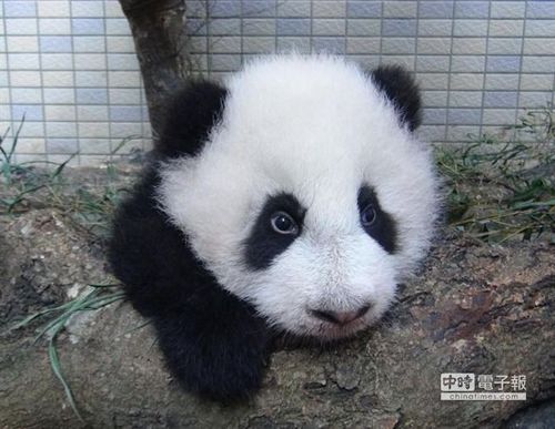 大熊貓“圓仔”活潑好動(dòng)爬來(lái)爬去超逗趣(圖)