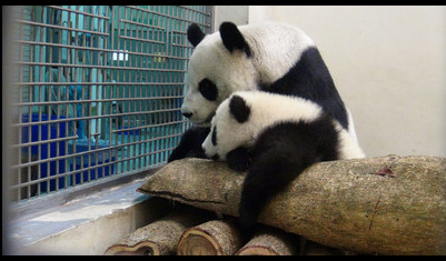 贈臺熊貓圓仔向媽媽賣萌飛撲抱大腿不放(圖)