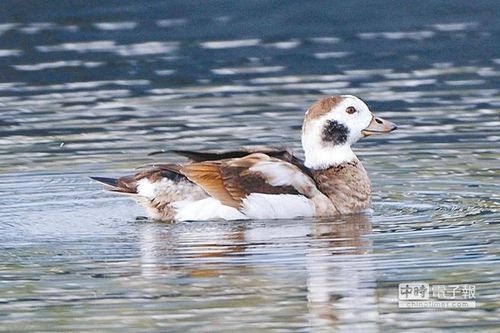 臺灣飛來“長尾鴨”創(chuàng)記錄民眾蜂擁而至(圖)