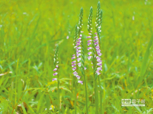 臺(tái)北關(guān)渡公園珍稀綬草開花園方提醒游客不動(dòng)手