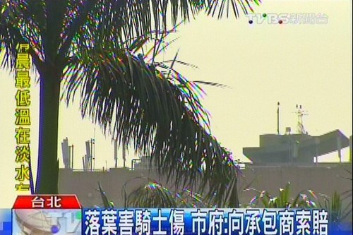 男子騎車被2.6公斤椰子樹葉砸頭摔車骨折(圖)