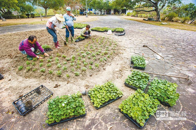 臺灣缺水就休耕 農民淪為犧牲角色怨聲四起 臺灣缺水就休耕 農民淪為犧牲角色怨聲四起