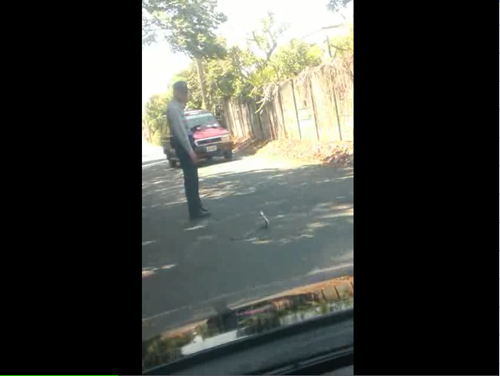 眼鏡蛇過馬路警察下車保護(hù)(圖)