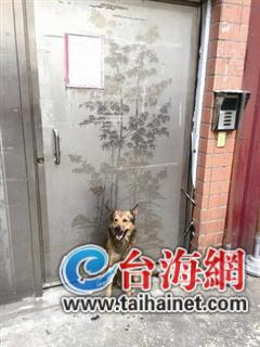 感動全臺忠犬:主人,你沒事就好(圖) 感動全臺忠犬:主人,你沒事就好(圖)