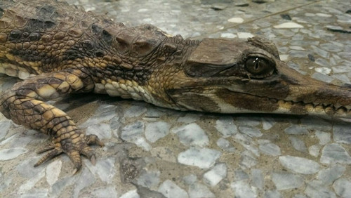 男子意外發現疑似蜥蜴車燈一照竟是“鱷魚”(圖)