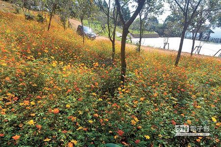 荒地變花海南投金龍山金光閃閃超吸睛(圖)