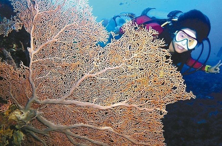 臺灣蘭嶼千年大海扇“破相” 疑人為剪取(圖) 臺灣蘭嶼千年大海扇“破相” 疑人為剪取(圖)