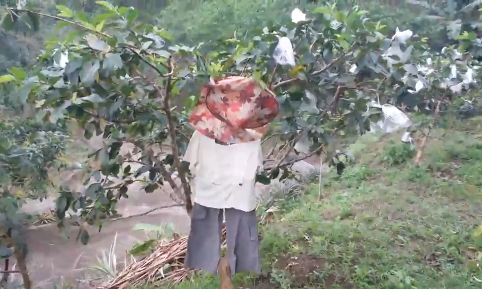 臺(tái)灣獼猴猖獗 偷吃水果拉大便惹怒果農(nóng) 臺(tái)灣獼猴猖獗 偷吃水果拉大便惹怒果農(nóng)