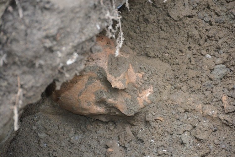 臺灣花蓮下水道挖出千年骨骸(圖) 臺灣花蓮下水道挖出千年骨骸(圖)