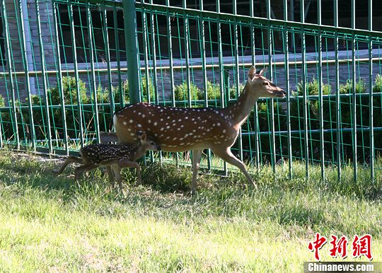 臺灣贈送大陸梅花鹿“點點”誕下第六胎 臺灣贈送大陸梅花鹿“點點”誕下第六胎