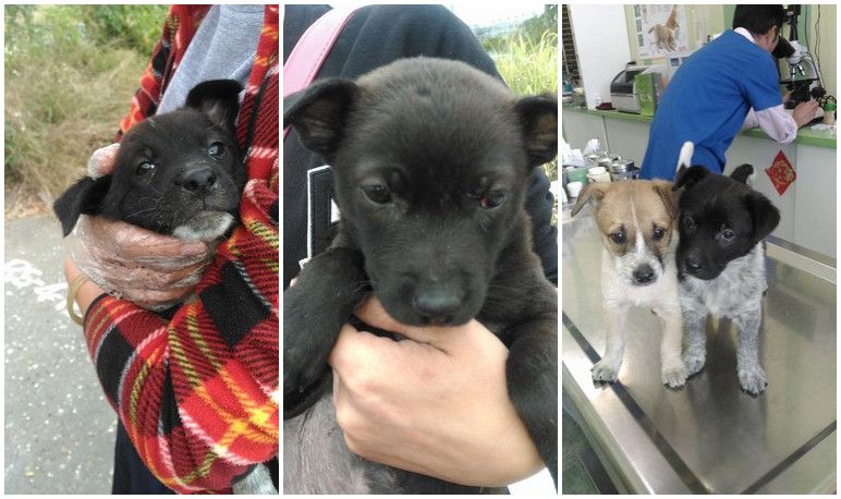 高雄現變態虐狗狂,幼犬被埋入土中活活悶死。 高雄現變態虐狗狂,幼犬被埋入土中活活悶死。