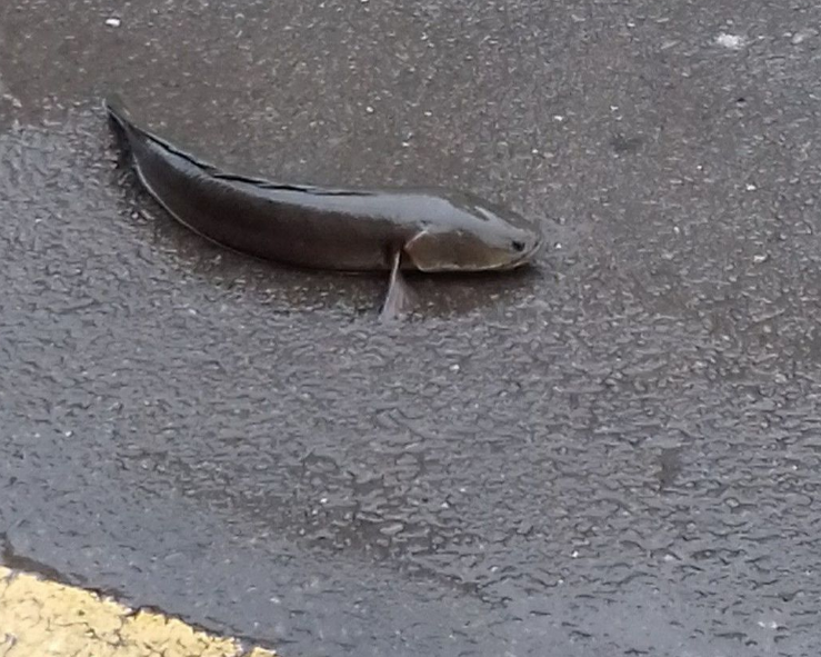 新竹雨后現奇景:魚在路上,牛在水中。 新竹雨后現奇景:魚在路上,牛在水中。