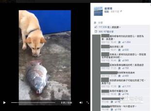 狗狗用鼻子撩水救魚 感動(dòng)臺(tái)灣逾80萬網(wǎng)友
