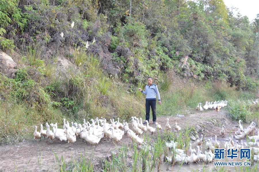 (決戰決勝脫貧攻堅·圖文互動)(2)閩西“鴨倌”羅水通脫貧記