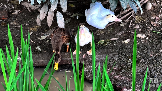 △永豐村的鴨稻共作生產(chǎn)模式。(總臺(tái)央視記者楊新禹拍攝)