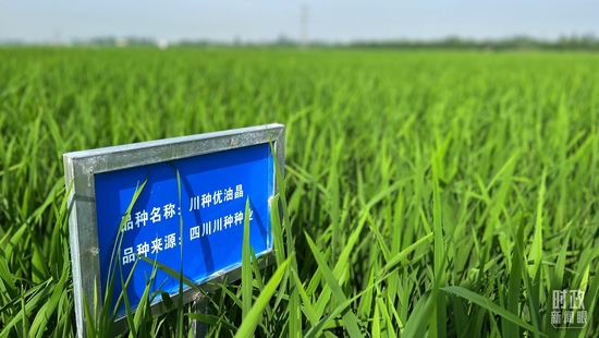 △永豐村內(nèi)的試驗(yàn)田。(總臺(tái)央視記者邢彬拍攝)