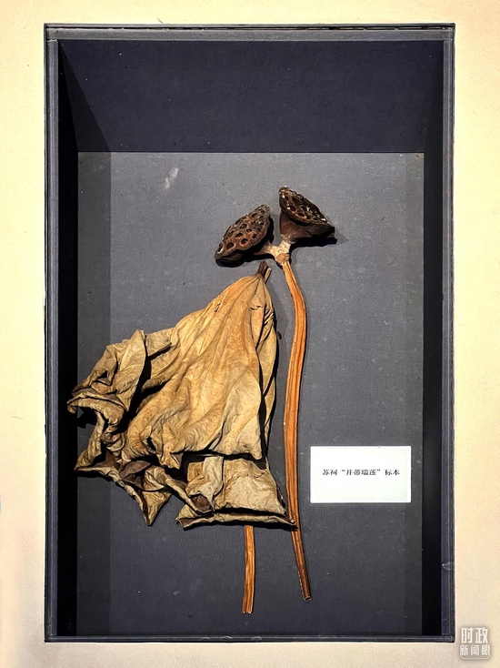 △三蘇祠內(nèi)象征兄弟同心的“并蒂瑞蓮”。(總臺(tái)央視記者楊新禹拍攝)