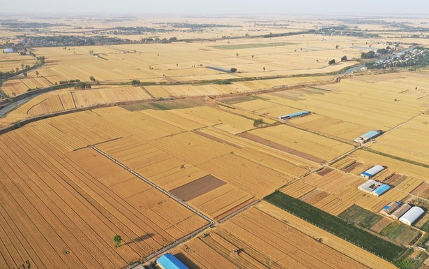 農民日報仲農平文章:中國糧食自信從哪里來