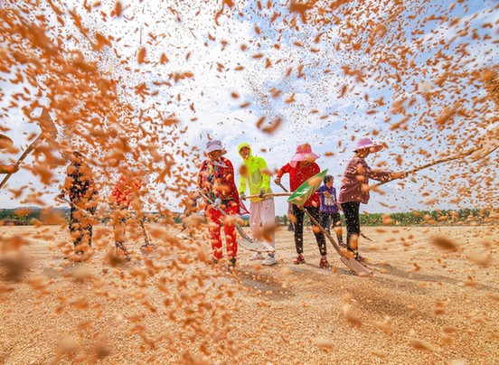 農民日報仲農平文章:中國糧食自信從哪里來