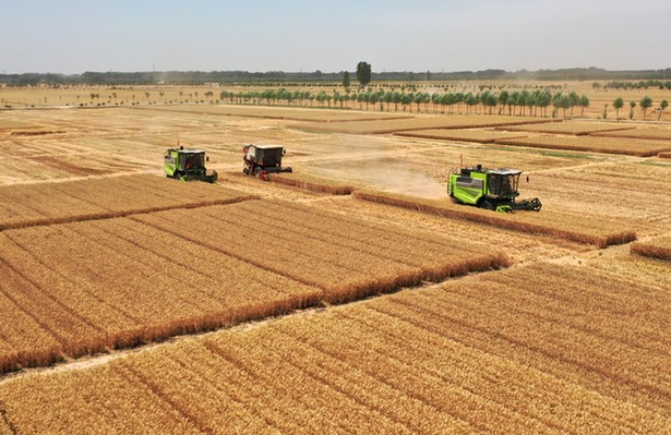 農民日報仲農平文章:中國糧食自信從哪里來