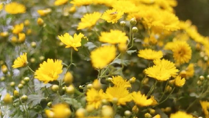 W(wng)j(lu)Ї(ji)Ĵꖹ˽