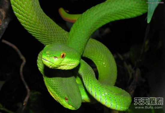 中國(guó)十大毒蛇排行榜