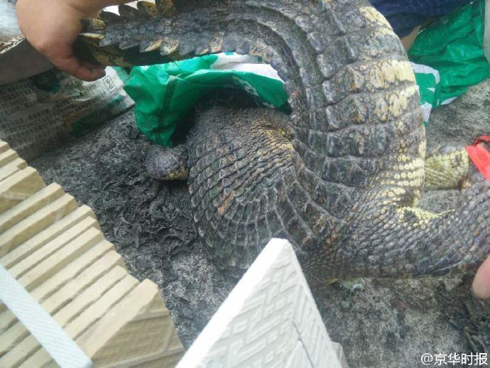 B(yng)sһL(zhng){~ ҹһǻ@