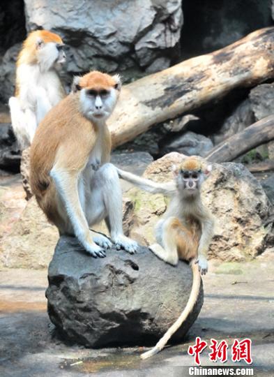 第四個世界野生動植物日:聆聽青年人的聲音(圖)