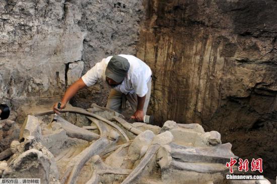 猛犸象牙化石在2015年12月被發(fā)現(xiàn),年代為更新世時(shí)期。