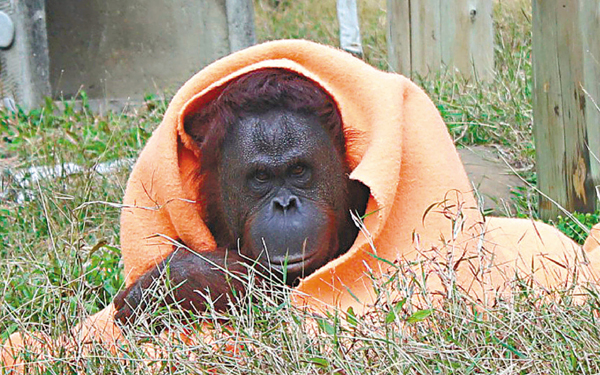 寒潮來勢洶洶 臺灣動物園熊熊裹毛氈御寒