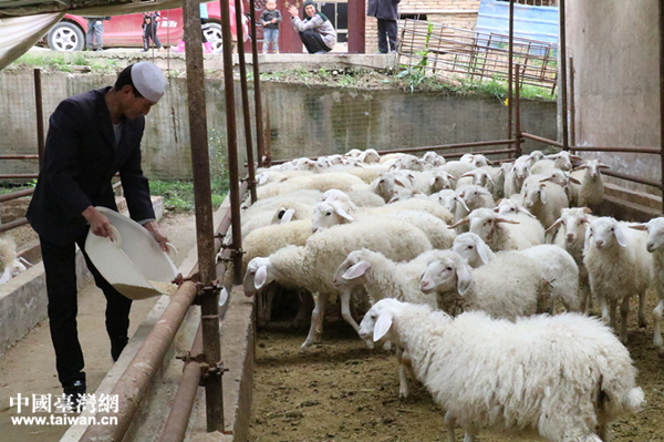 紅星村村民馬二不都喂羊。 紅星村村民馬二不都喂羊。